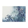 Trademark Fine Art Incredi 'White Flowers Light' Canvas Art, 30x47 ALI35968-C3047GG
